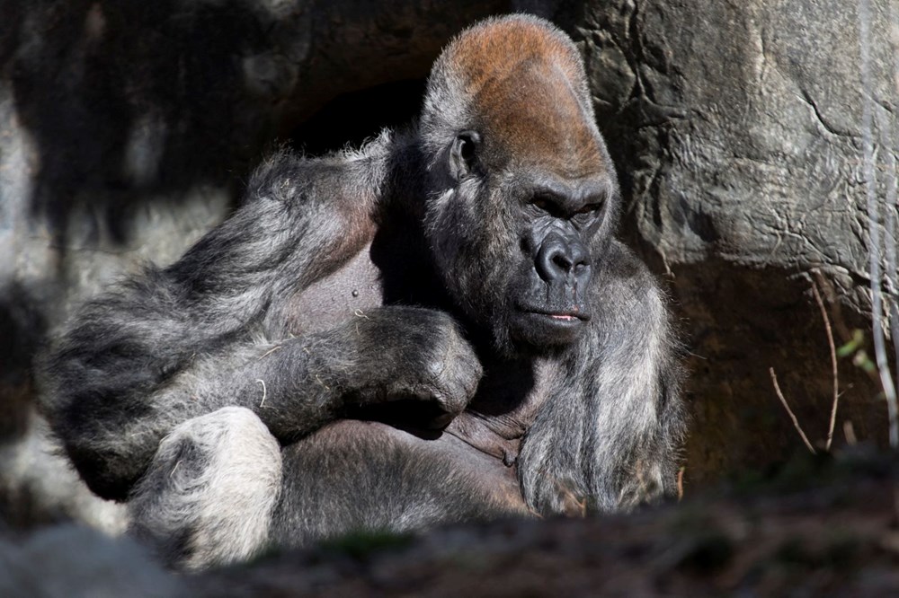 Dünyanın en yaşlı erkek gorili Ozzie hayatını kaybetti: Ölüm nedeni hala bilinmiyor - 6