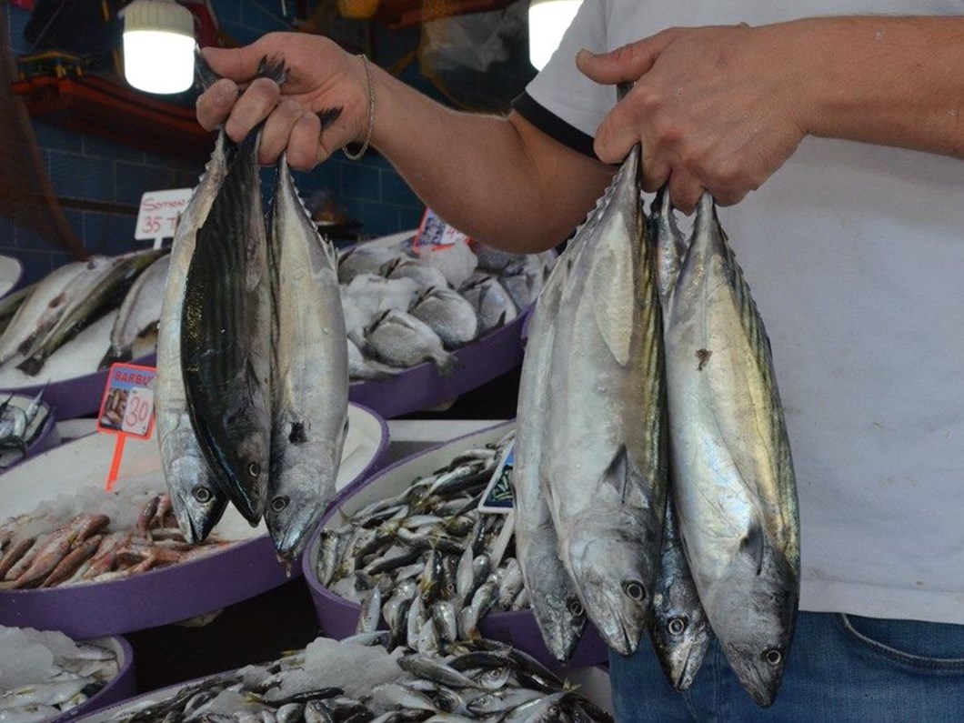 palamutu hava carpti hamsi fiyatlari ne zaman dusecek ntv