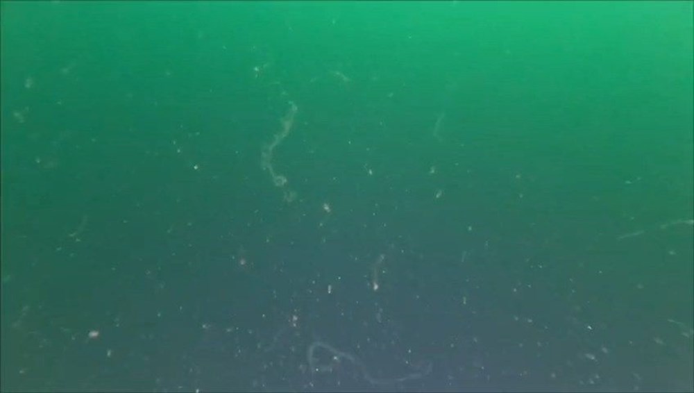 Marmara’da
kabus geri döndü | İki noktada tespit edildi, tabakalardan biri 10 metre
kalınlığında: “Çok hızlı bir şekilde çöküşe gidiyor!” - 6