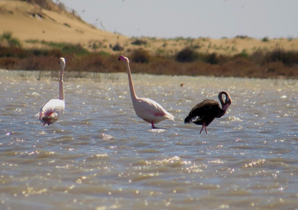 En son 3 yıl önce görüntülenen siyah flamingo tekrar Türkiye'de - 1