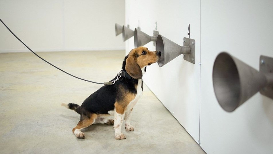 Köpekler Covid-19 vakalarını PCR testlerinden bir hafta önce tespit ediyor