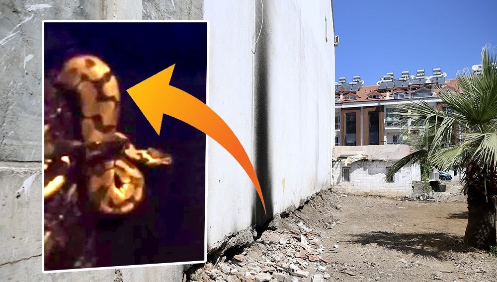 Fethiye’de piton korkusu: “2 gün önce kirpiyi yutmaya
çalıştı, geceleri uyuyamıyoruz”
