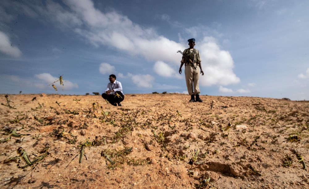 Somali, çekirge istilası nedeniyle OHAL ilan etti - 11