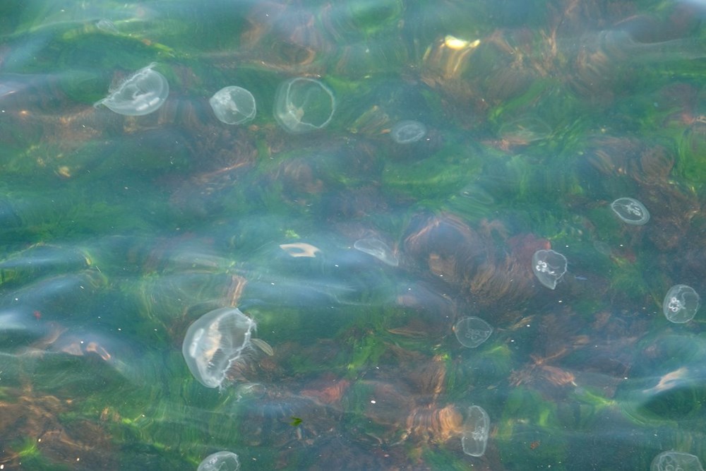 TikTok fenomeni hastaneye kaldırıldı: Çığlıklar içinde yardım istedi 76