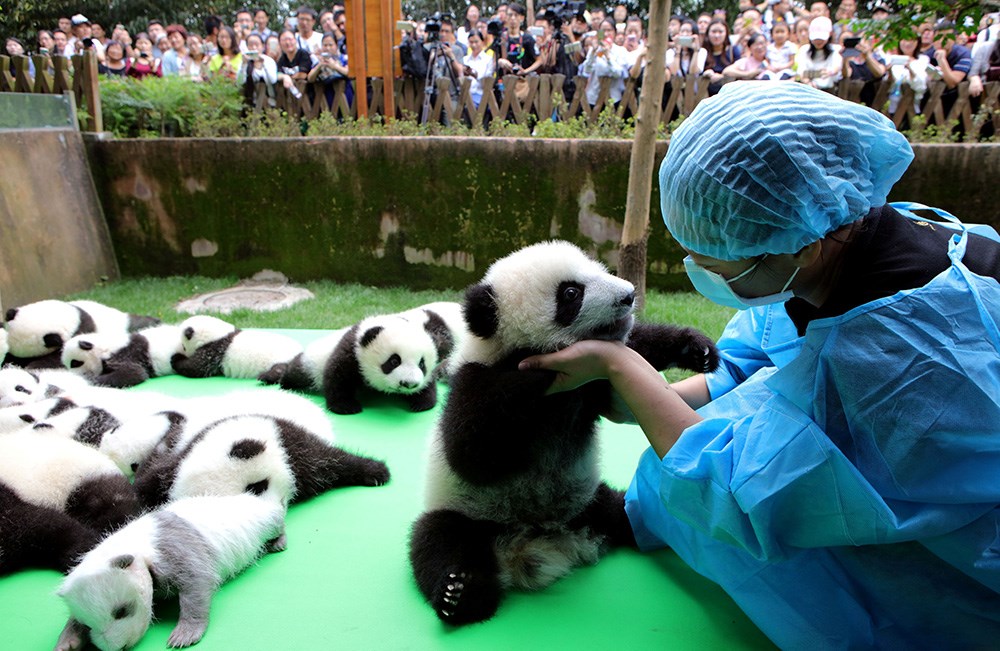 Yeni Dogan 23 Panda Gorucuye Cikti Magazin Haberleri Ntv