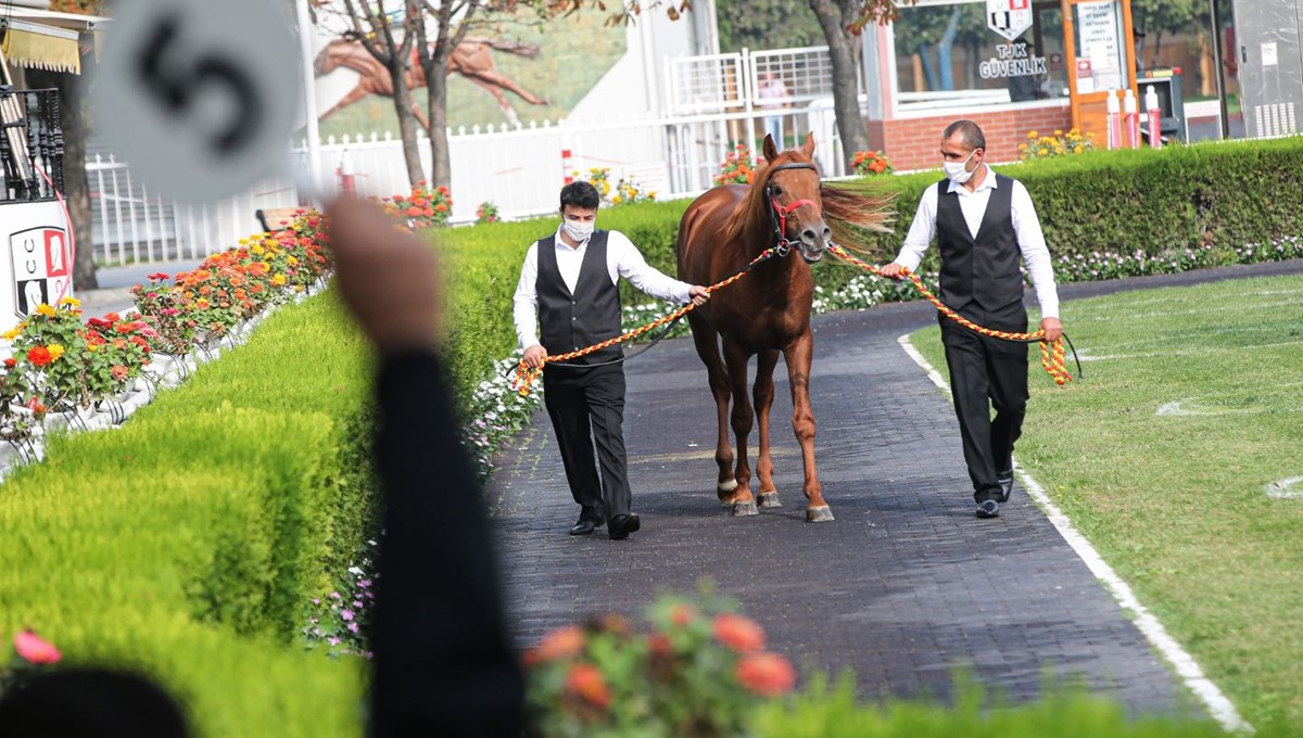 16 elit tayın satışı Veliefendi'de gerçekleştirildi