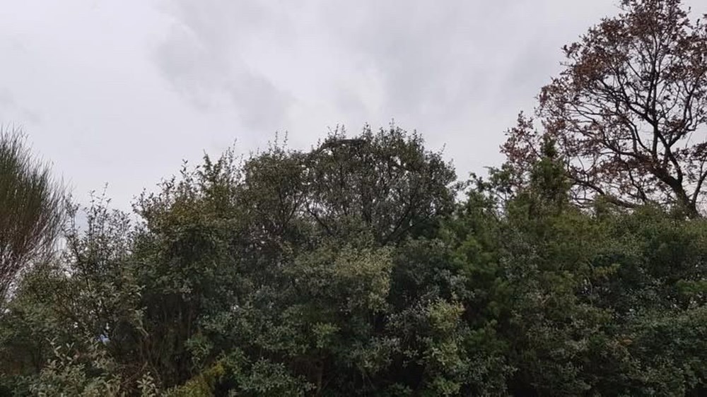 Çanakkale'de Yılan Alarmı: "Daha Önce Böylesi Görülmedi!" 76 XswALlKM0EW89jQXI1aqFw