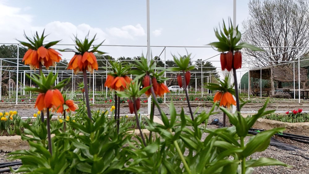 Bu çiçeği koparmanın cezası 577 bin lira: Ülkemizde 52 çeşidi bulunuyor 75 XtNNhCSR