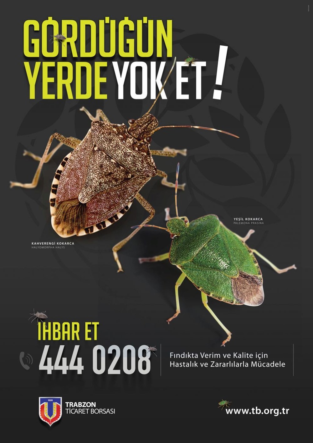 İstilacı 'kokarca'ya karşı 30 bin samuray arı yetiştiriliyor - 6
