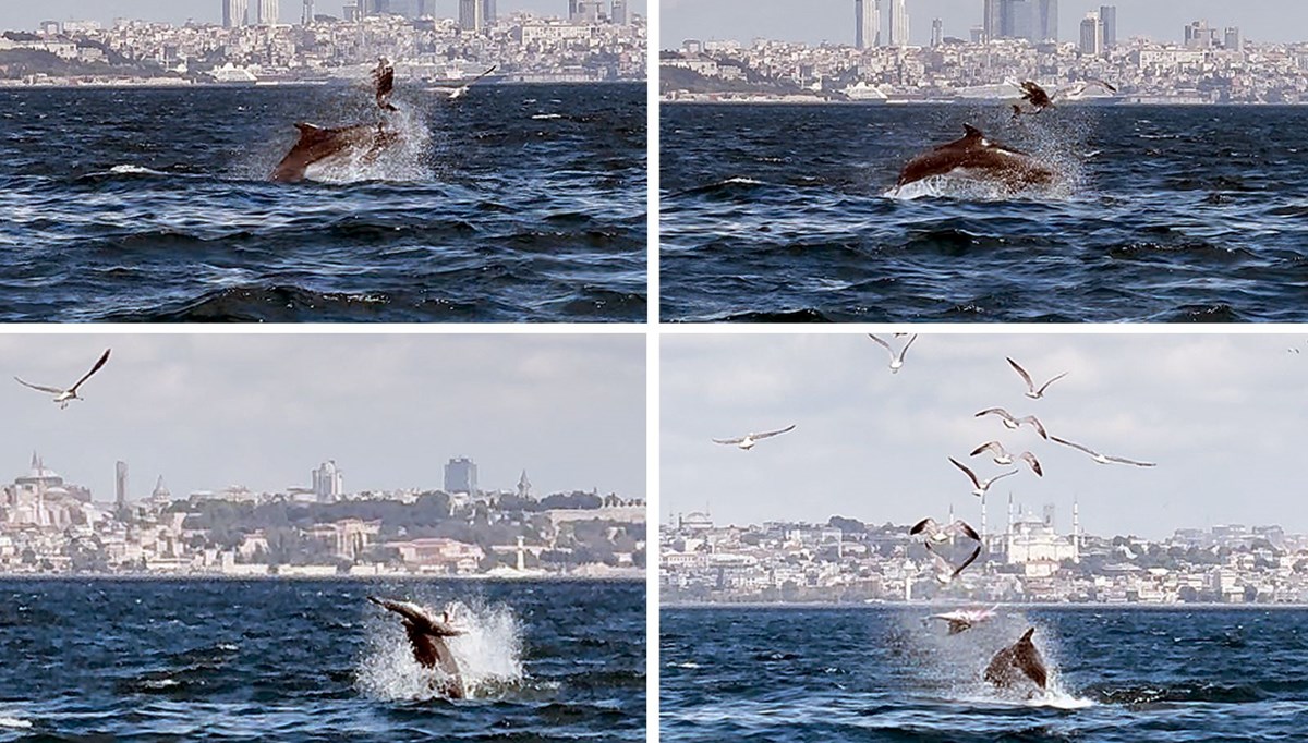 Marmara Denizi'nde gizemli olay! Yavru yunusu vura vura öldürdü... Bilim insanları inceliyor