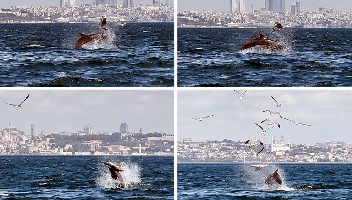 Marmara Denizi'nde gizemli olay! Yavru yunusu vura vura öldürdü... Bilim insanları inceliyor Marmara Denizi'nde gizemli olay! Yavru yunusu vura vura öldürdü... Bilim insanları inceliyor