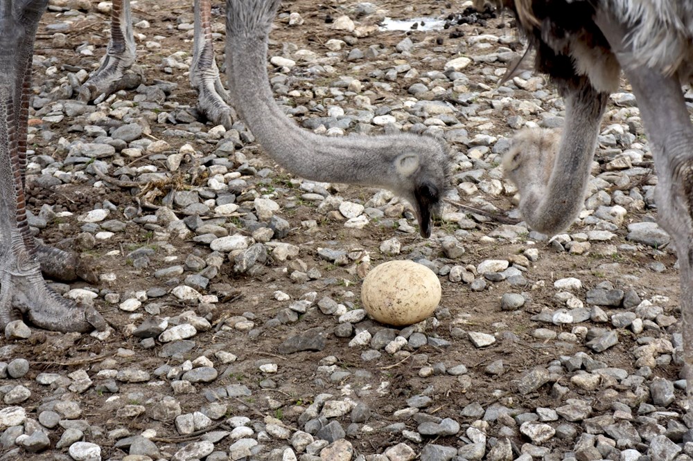 Sıcak hava deve kuşlarını da etkiledi... Kışın ortasında yumurtlamaya başladılar - 6