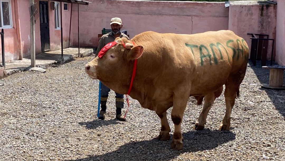 Babası Fransız, annesi Norveçli: Günde 30 kilo yem yiyen Şahmurat, 1 ton 150 kilo ağırlığında