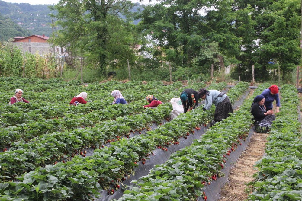 Yılın yarısını tarlada geçiriyorlar: Bakımı ve hasadı sıkıntı 78 Xy8Lvs9L10aA60WA6oWWMA