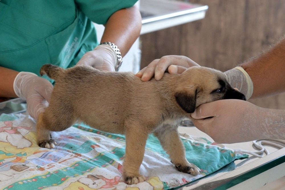 Yavru köpekleri çuvala koyup kuyuya attılar NTV