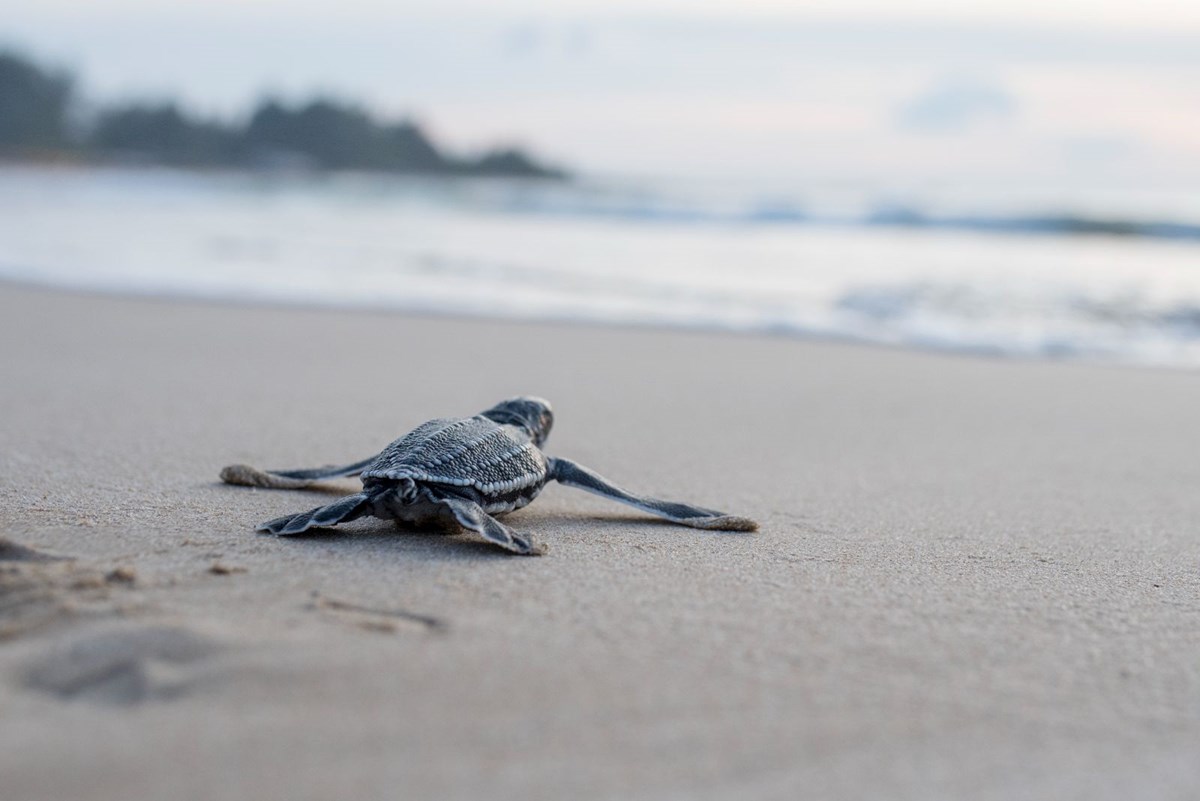 Sıcaklıklar ekosistemi etkiledi: Caretta carettaların cinsiyeti değişti