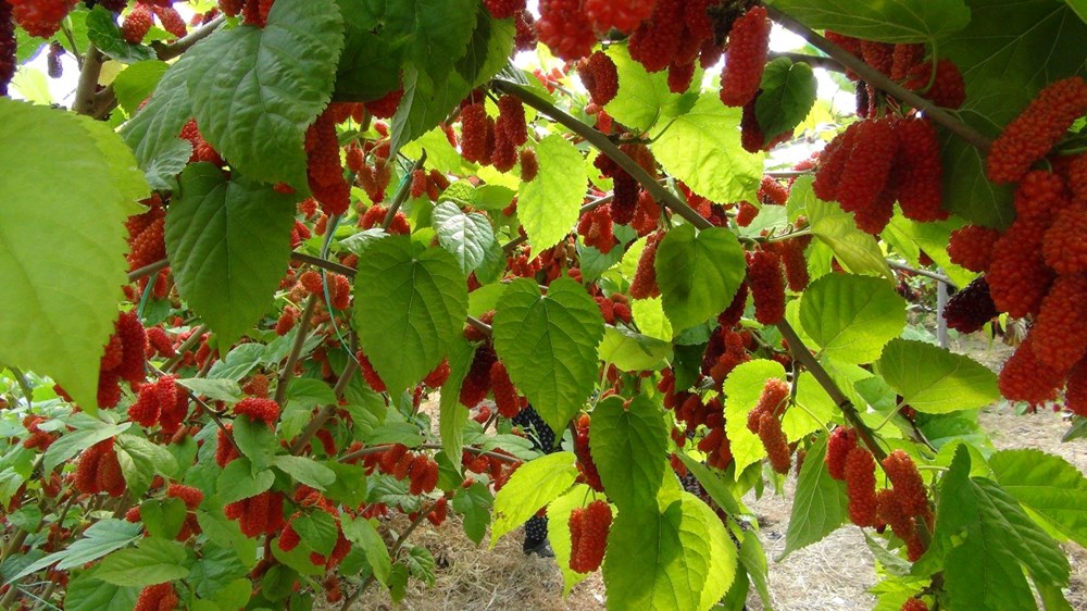 Bahçeden Sofraya Lüks Lezzet: Mersin’in 100 Liralık İhracat Yıldızı 76 Y J9EDppAEWeJkchb2E7XA