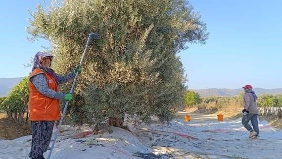 Sarıgöl'de zeytin hasadına başlandı