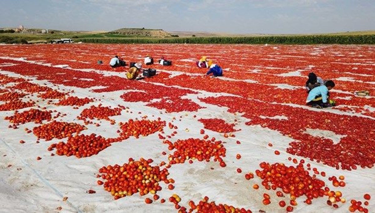 İtalya'ya Diyarbakır'dan domates