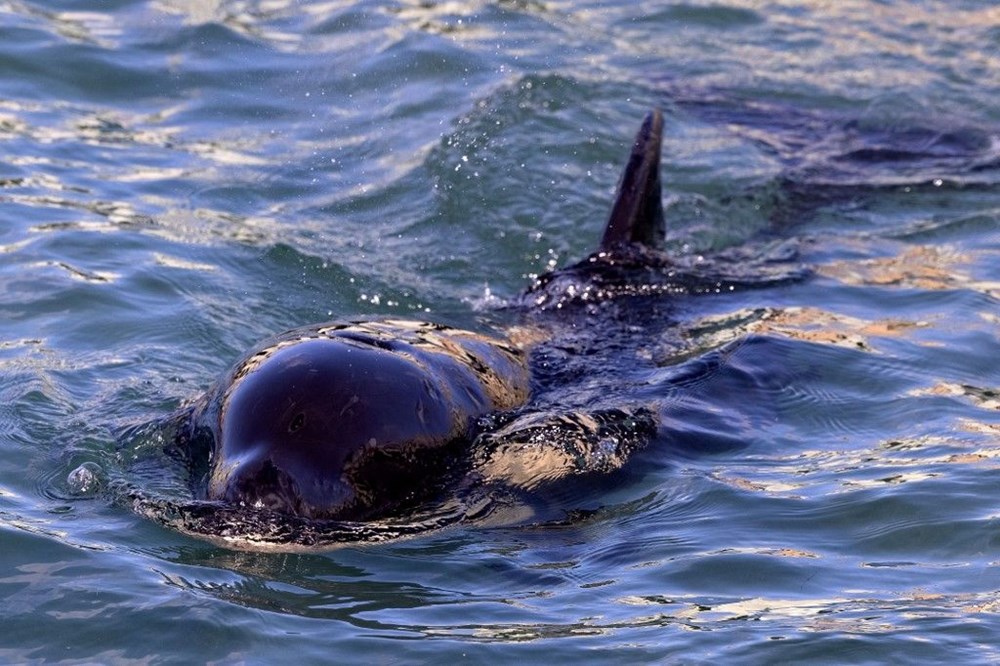 Yavru katil balinanın annesini kurtarmak için zamana karşı yarışıyorlar - 6
