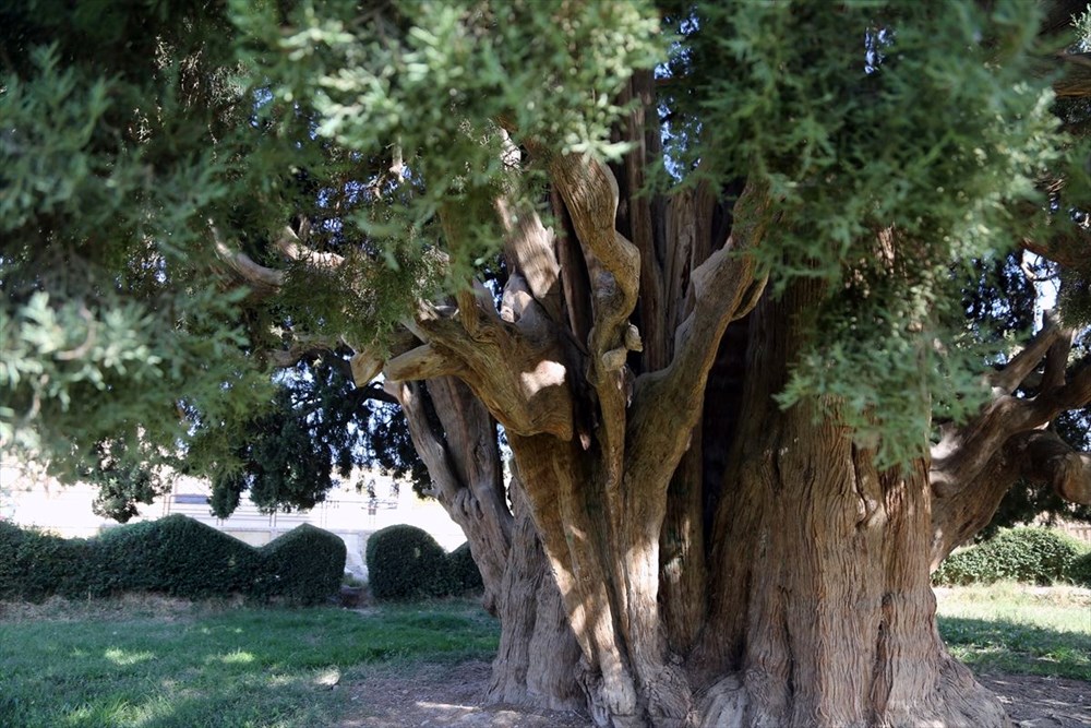 İran'ın en yaşlı ağacı Dünya Mirası Listesi'ne girmeyi bekliyor - 5