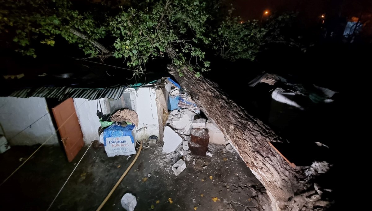 40 yaşındaki ağaç, iki müstakil evin üzerine devrildi