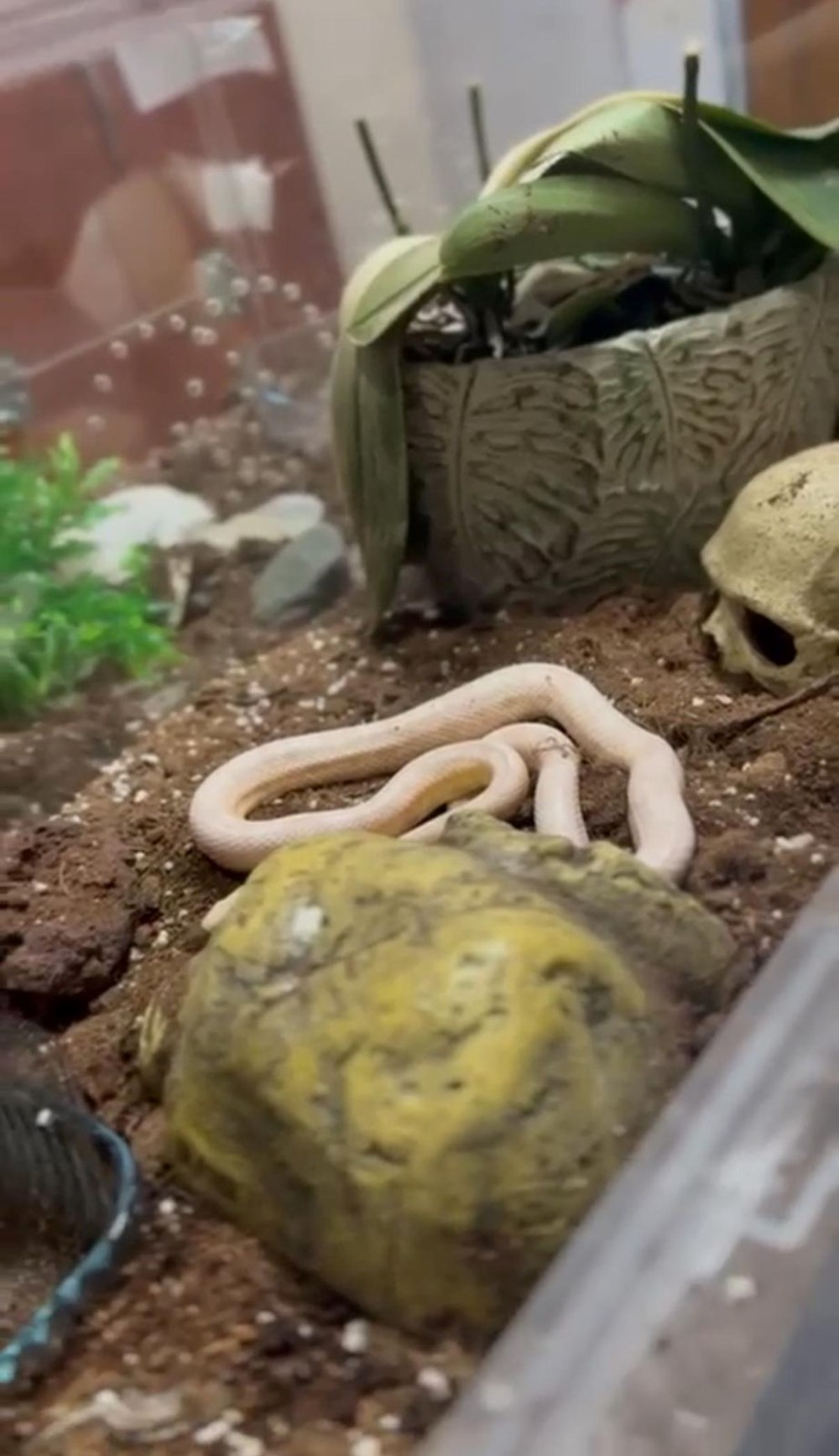 Devriye takımları neye uğradığını şaşırdı: Aracın art koltuğundan zehirli yılanlar çıktı 75 Y1Xk7rd2g0 ayehEwLeCFQ