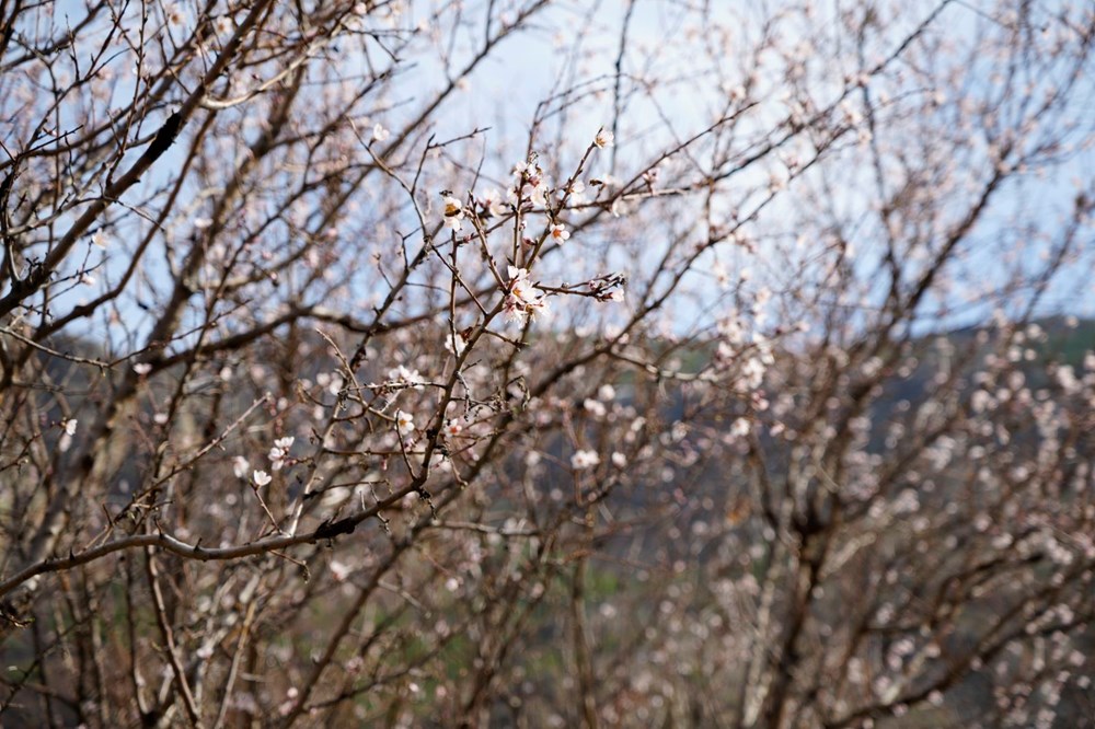 Badem Ağaçlarının Zamansız Dansı: Yalancı Baharın Çiçek Açan Tuzağı 75 Y4baFhEToEWp2aAJ2HZpwA
