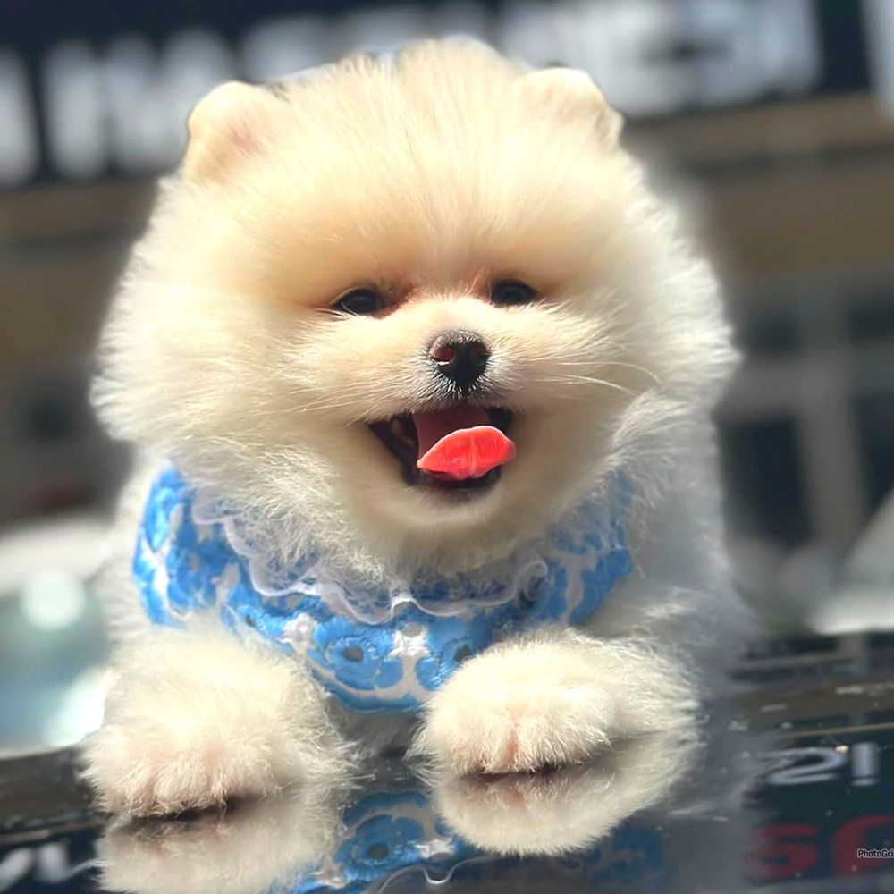 En popüler ve en güzel süs köpeği Pomeranian Boo hakkında bilinmesi gerekenler - 3