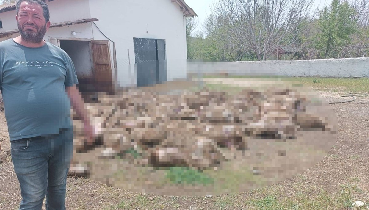 Kurtlar 92 kuzuyu telef etti