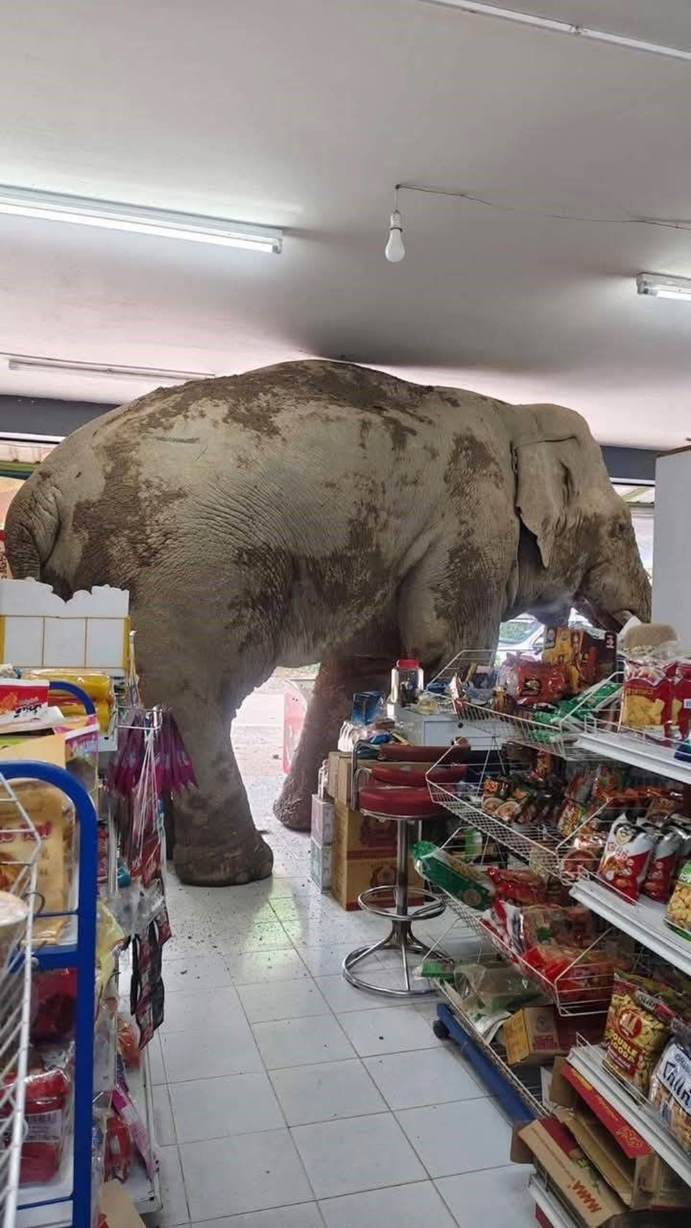 Marketine girip atıştırmalıkları yiyen fili sapanla kovaladı - 3