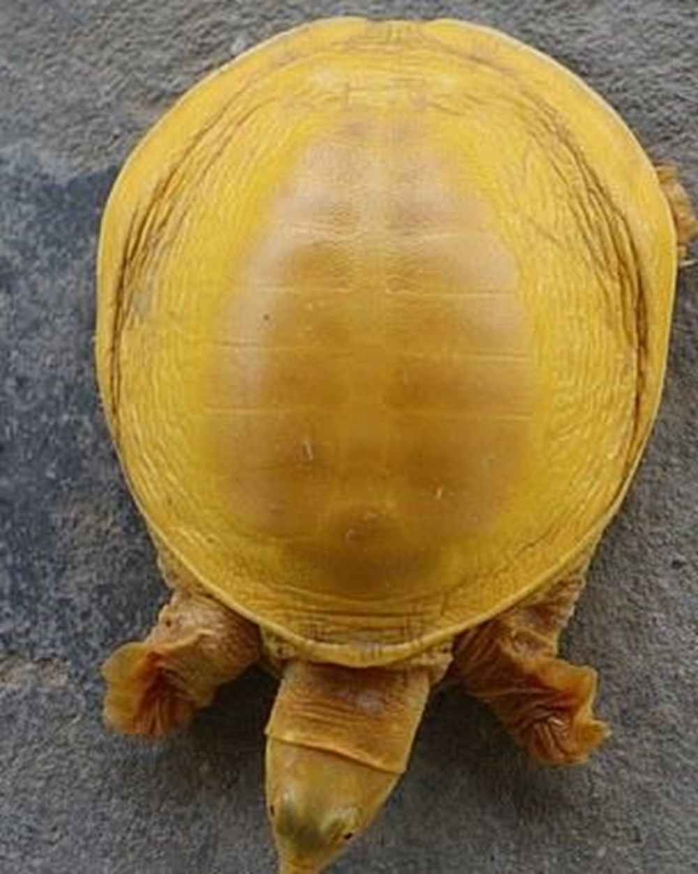 Nepal’de dünyanın 5’inci altın renkli kaplumbağası bulundu - 3