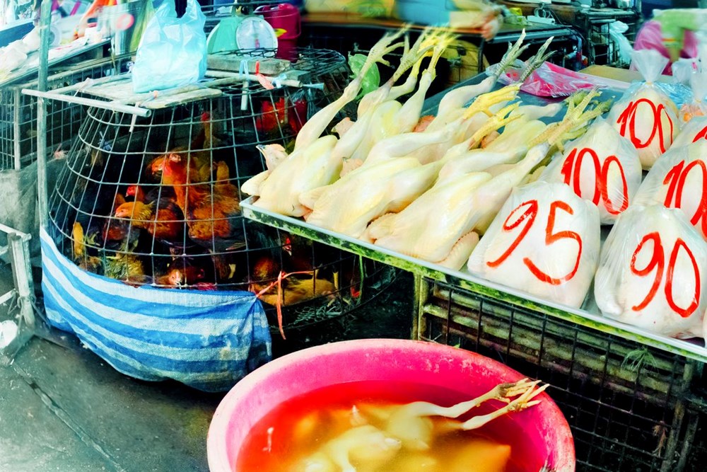 Dünyada kuş gribi kaynaklı ilk insan ölümü gerçekleşti: Kuş gribi pandemiye neden olur mu? - 6