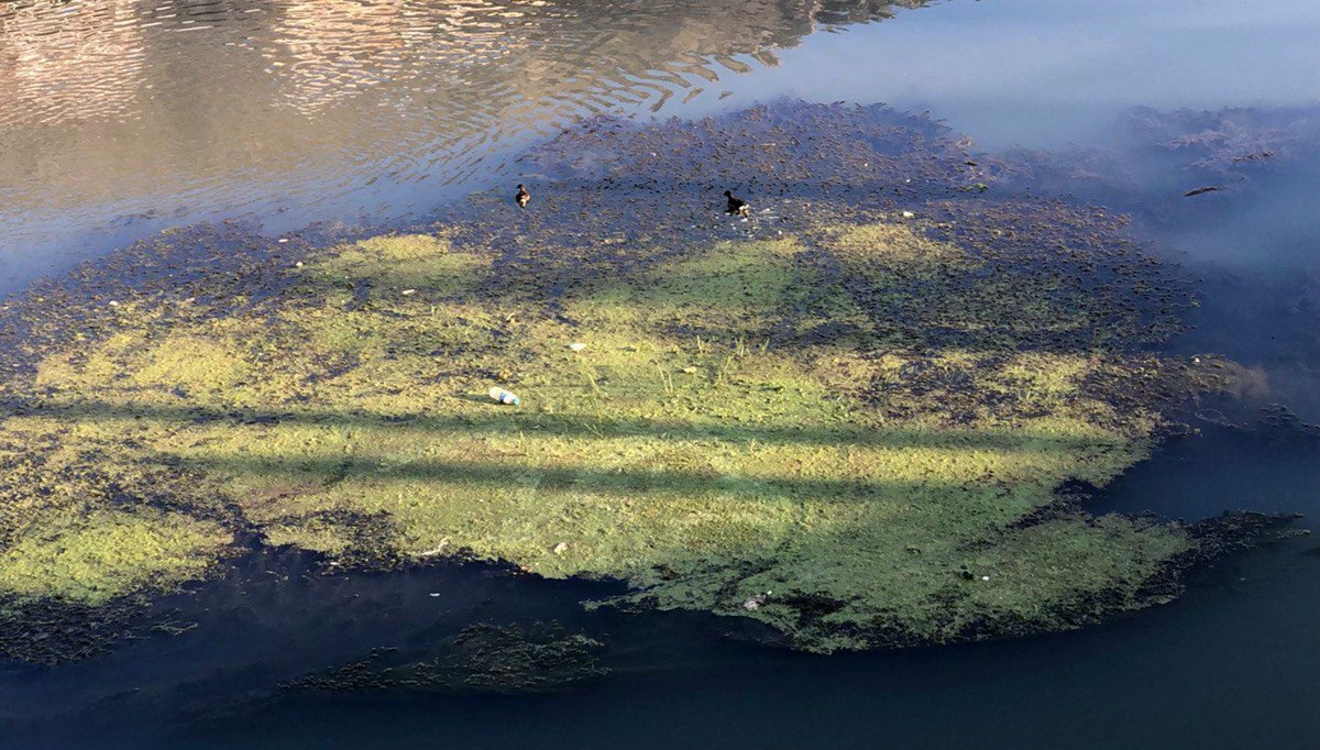 Yeşilırmak zehir akıyor! Siyanobakteri istilası