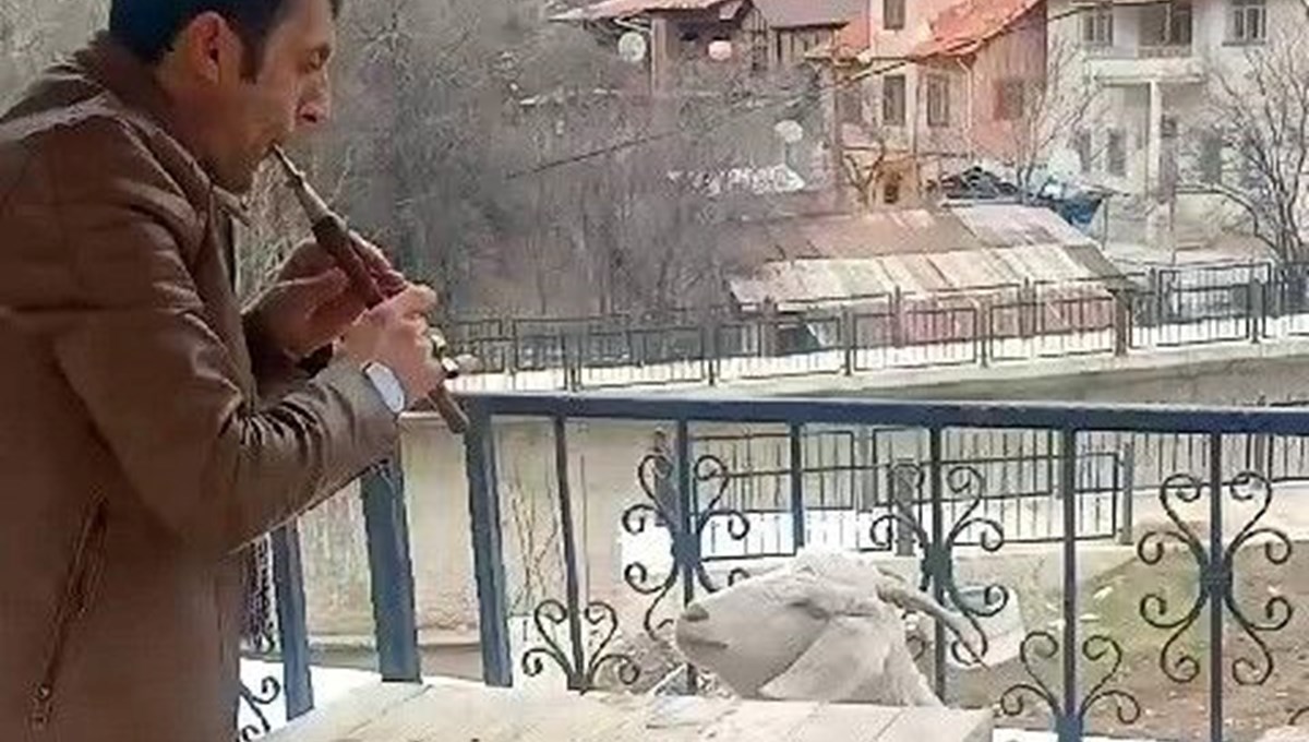 Keçiye mey konseri verdi, binlerce kez izlendi Keçiye mey konseri verdi, binlerce kez izlendi