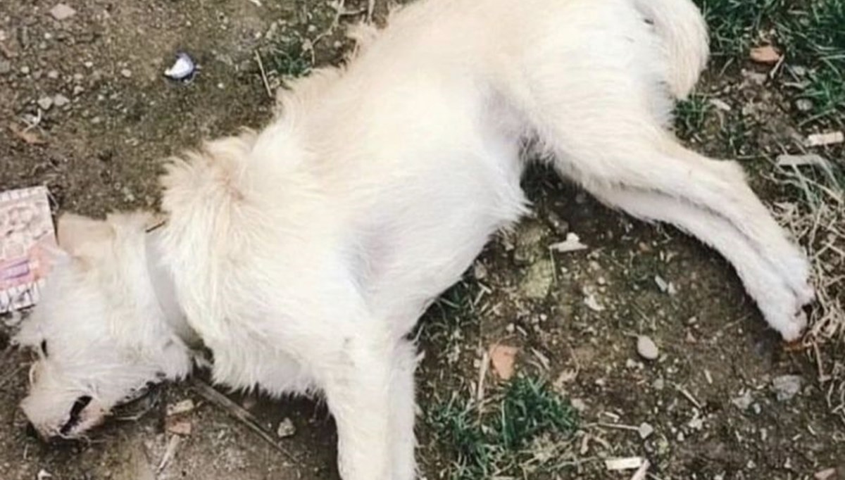Gökçeada'da köpek katliamı: Çok kuvvetli zehir tespit edildi