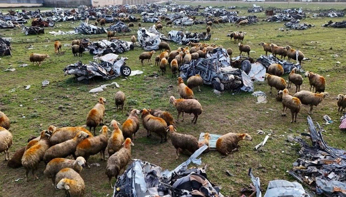 Araç mezarlığı koyunlara otlak oldu