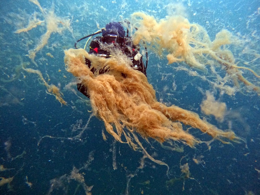 Sualtı görüntülendi... Marmara Denizi'nin müsilajı insan boyutuna ulaştı! Önüne gelen canlıyı hapsediyor - 3