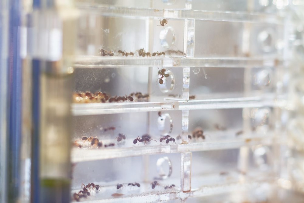 Önemli keşif: Karıncalar idrar koklayarak kanseri tespit edebiliyor - 6