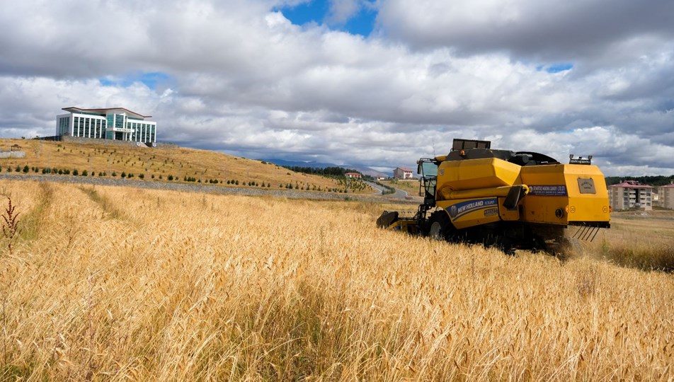 13 bin yıllık buğday tohumu yeniden yeşerdi