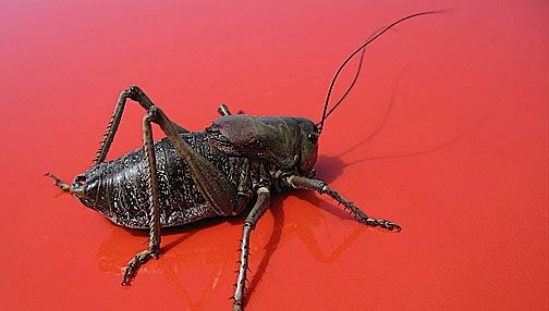 ABD'de cırcır böceği istilası