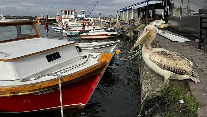 Pelikanlar Türkiye'den gitmek istemiyor: Uzmanlardan uyarı