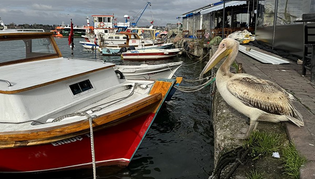 Pelikanlar Türkiye'den gitmek istemiyor: Uzmanlardan uyarı Pelikanlar Türkiye'den gitmek istemiyor: Uzmanlardan uyarı