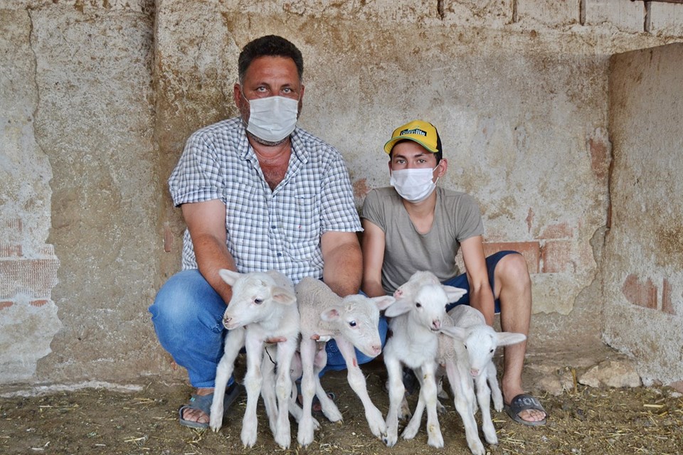 Manisalı çiftçi yeni doğan kuzularına maske, mesafe ve hijyen isimlerini verdi - 1