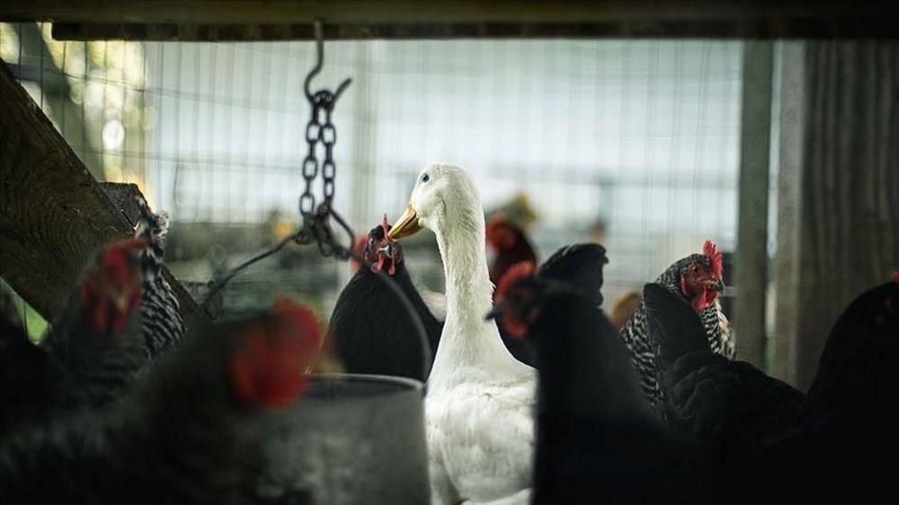 Kuş gribinde korkutan vaka: İlk kez hayvanla teması olmayan bir insanda görüldü - 9