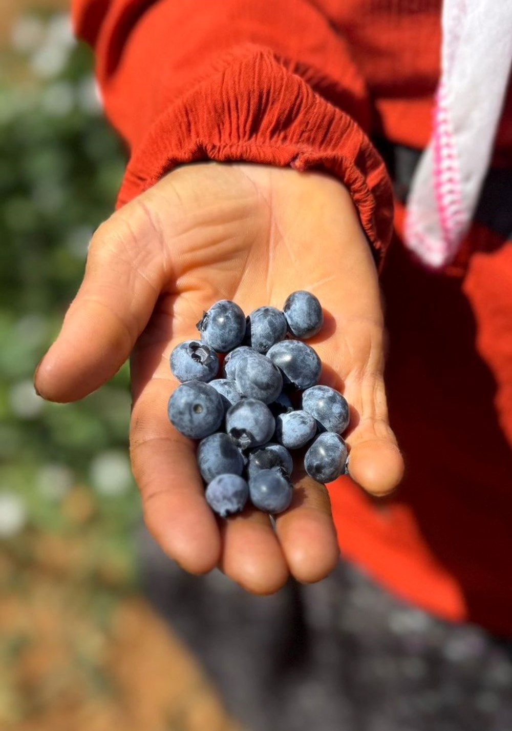 20'den fazla ülkeye ihraç ediliyor: 10-15 yıl önce dikildi, verimi arttı - 9