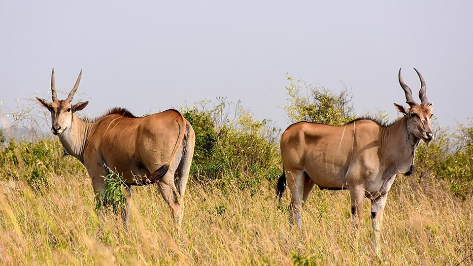Kenya'da safari heyecanı - 2