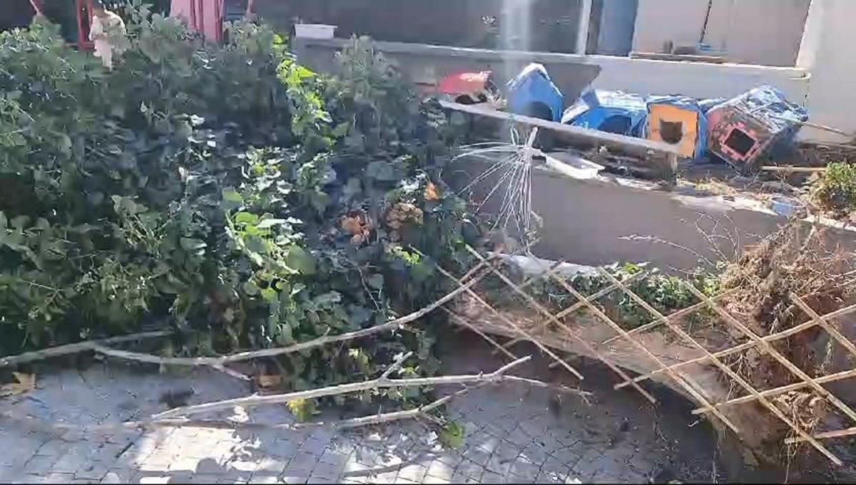 Çürüyen ağaç park halindeki araca zarar verdi Çürüyen ağaç park halindeki araca zarar verdi