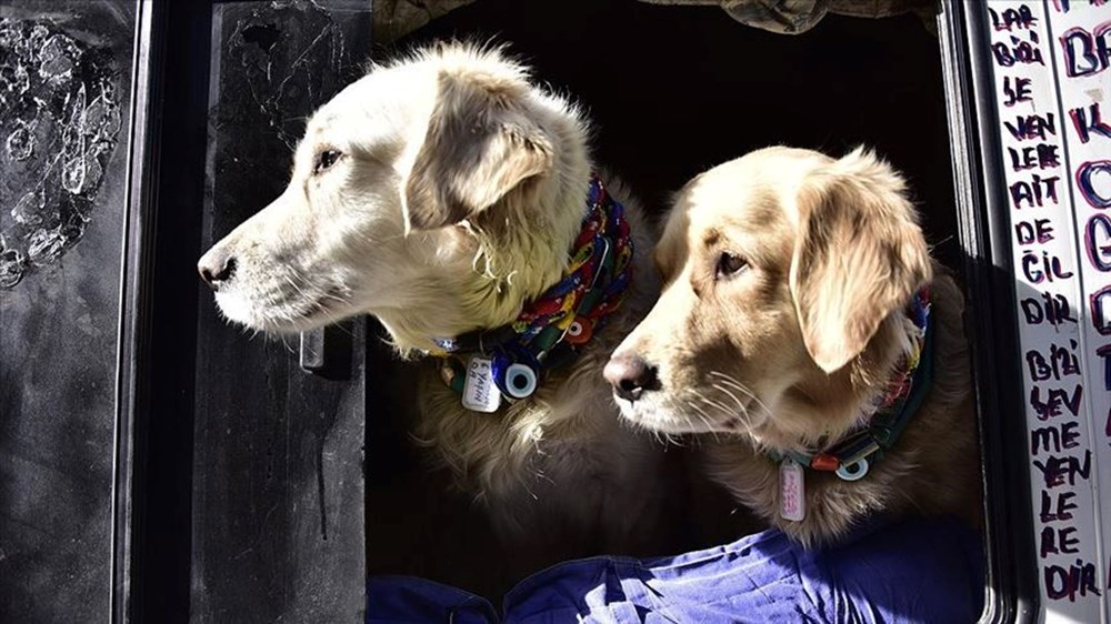 Evcil hayvanı olanlar dikkat! Bu tarihe kadar yaptırmayanlar ceza ödeyecek (2022 evcil hayvan çip taktırma uygulaması) - 7