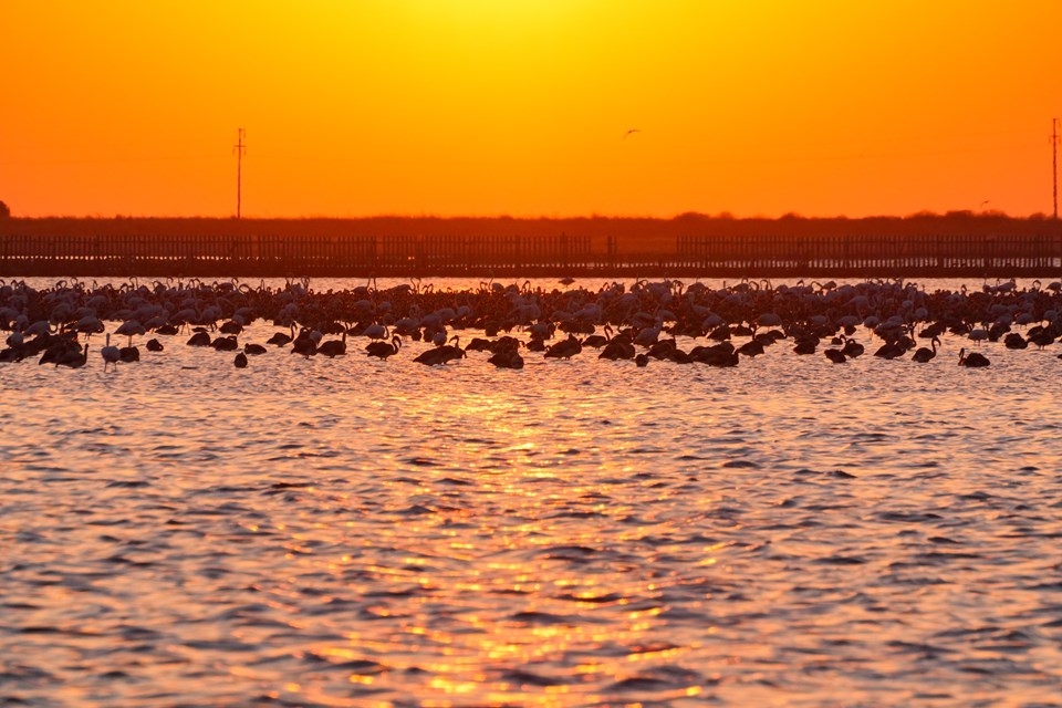 Flamingo adasının yeni sakinleri kıtalar arası uçuşa hazırlanıyor - 1